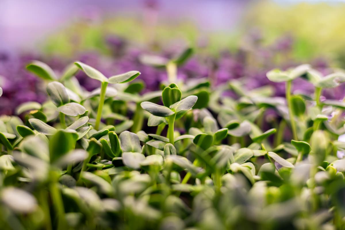 Microgreens