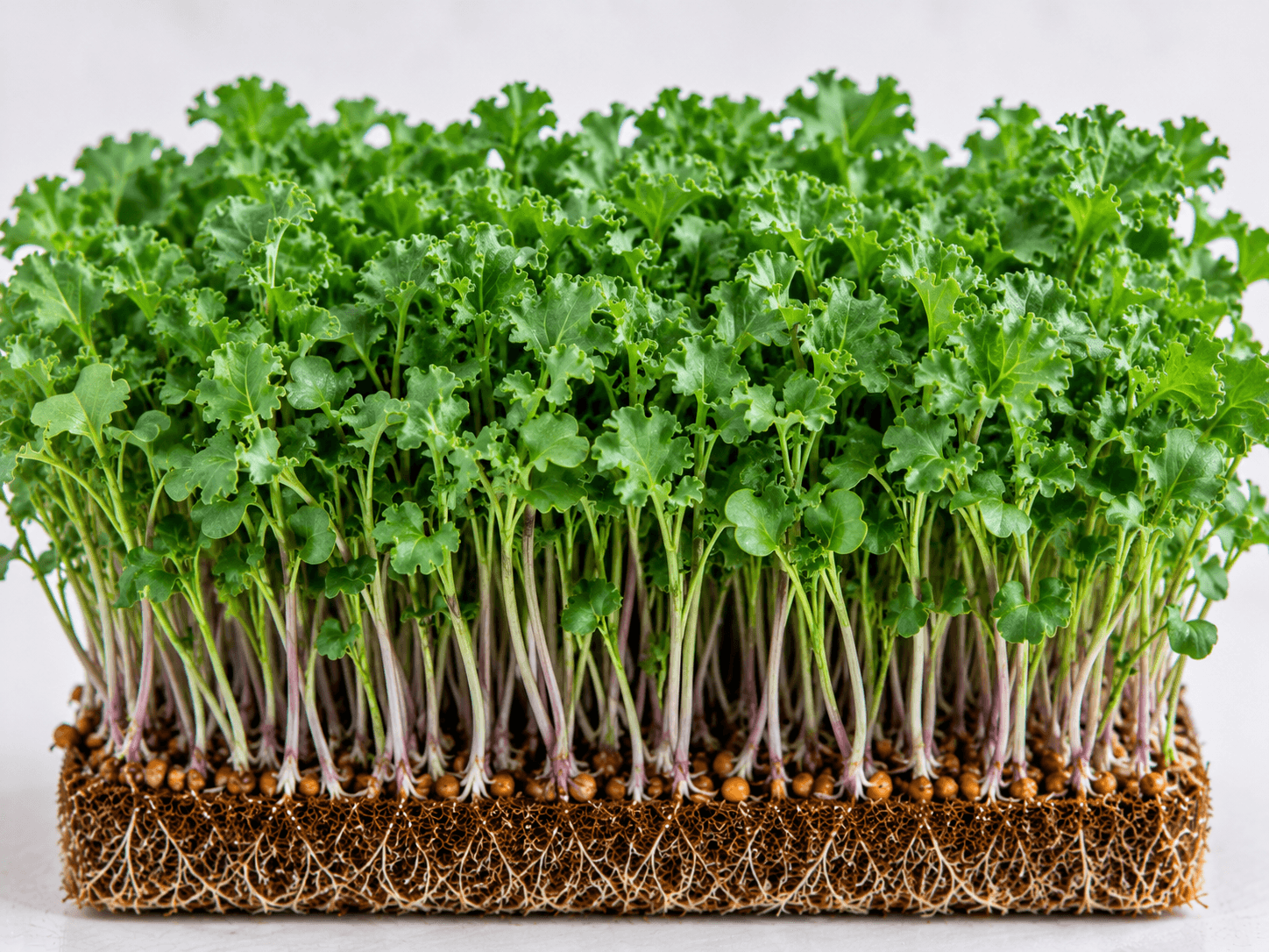 Kale
