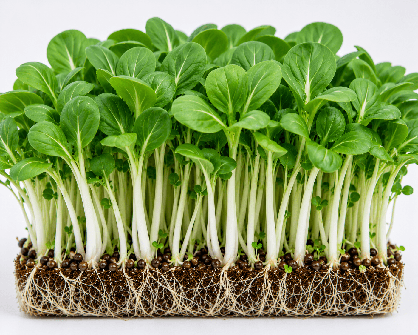 Pak Choi