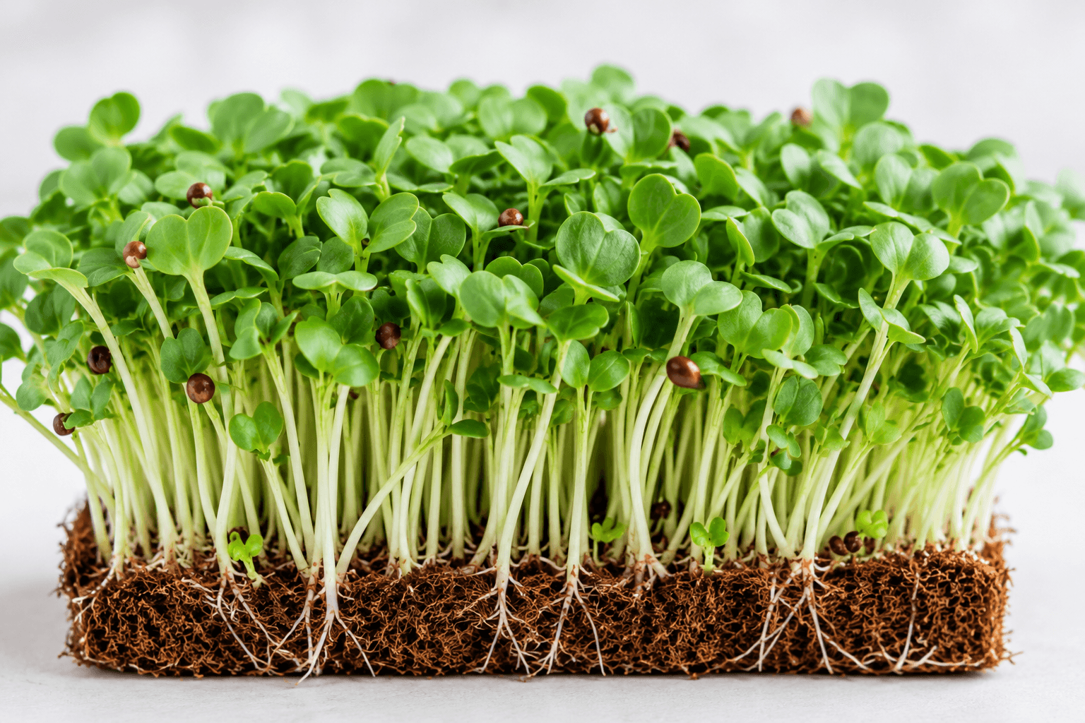 Radish